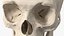 Anatomical Human Skulls Collection 2