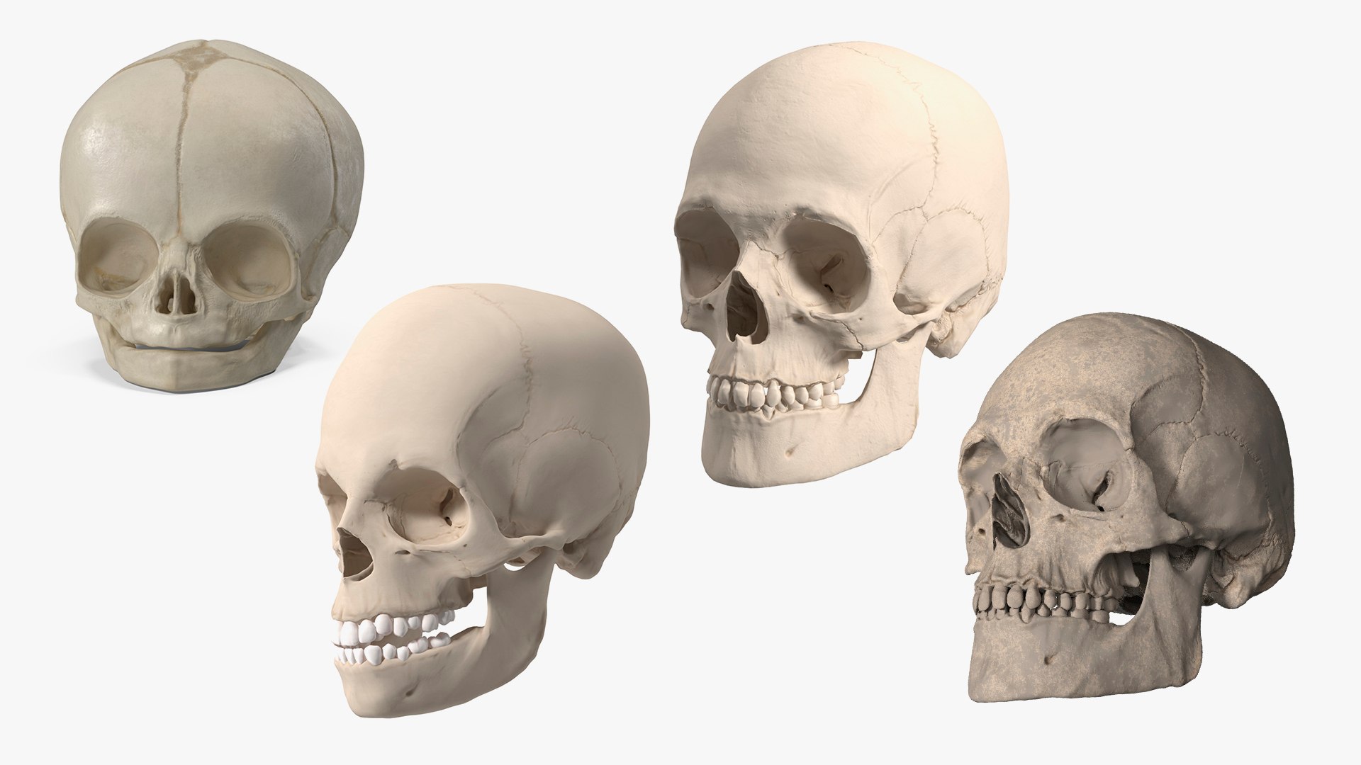 Anatomical Human Skulls Collection 2 model https://p.turbosquid.com/ts-thumb/Zp/E0PGDT/Kr/anatomical_human_skulls_collection_2_001/jpg/1756933093/1920x1080/fit_q87/79a485d75220df9a4463069ebc13898e9e19448b/anatomical_human_skulls_collection_2_001.jpg