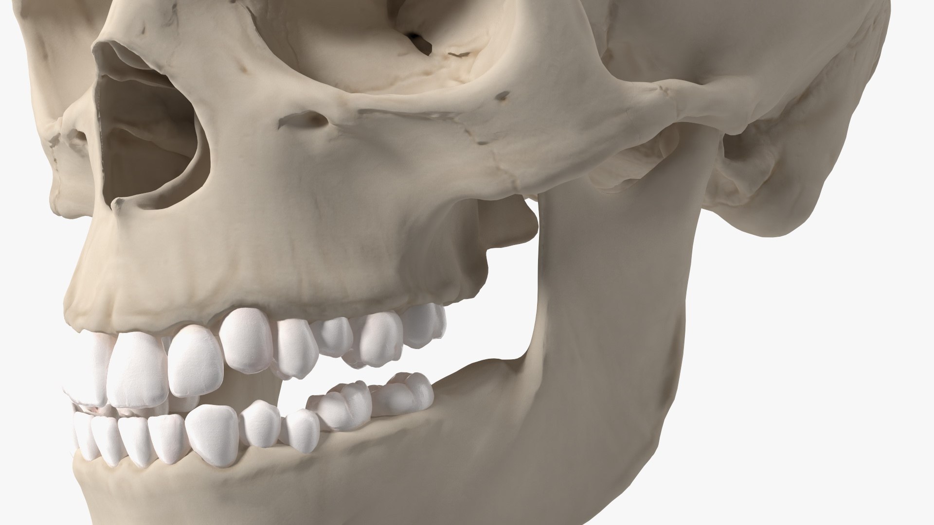 Anatomical Human Skulls Collection 2 model https://p.turbosquid.com/ts-thumb/Zp/E0PGDT/Mf/boyanatomyskullc4dmodel011/jpg/1760372341/1920x1080/fit_q87/a016a73903481e99dbeced23fe5c79a8d927de6e/boyanatomyskullc4dmodel011.jpg