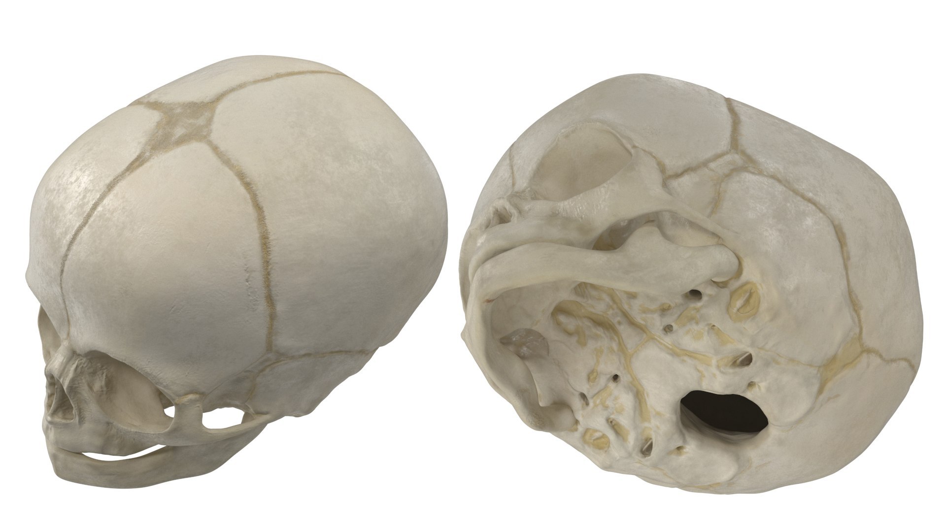 Anatomical Human Skulls Collection 2 model https://p.turbosquid.com/ts-thumb/Zp/E0PGDT/QJ/anatomical_fetal_skull_40_weeks_008/jpg/1760372263/1920x1080/fit_q87/d17ec89f155a15f16624fa641b3917997ec7c394/anatomical_fetal_skull_40_weeks_008.jpg