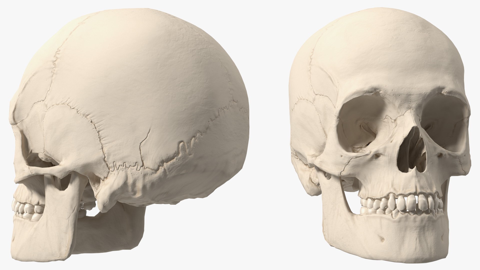 Anatomical Human Skulls Collection 2 model https://p.turbosquid.com/ts-thumb/Zp/E0PGDT/TM/male_human_skull_007/jpg/1760372382/1920x1080/fit_q87/4ba92ed2bf4921a68c5a385a1a14e4ce93eebaf2/male_human_skull_007.jpg