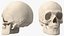 Anatomical Human Skulls Collection 2