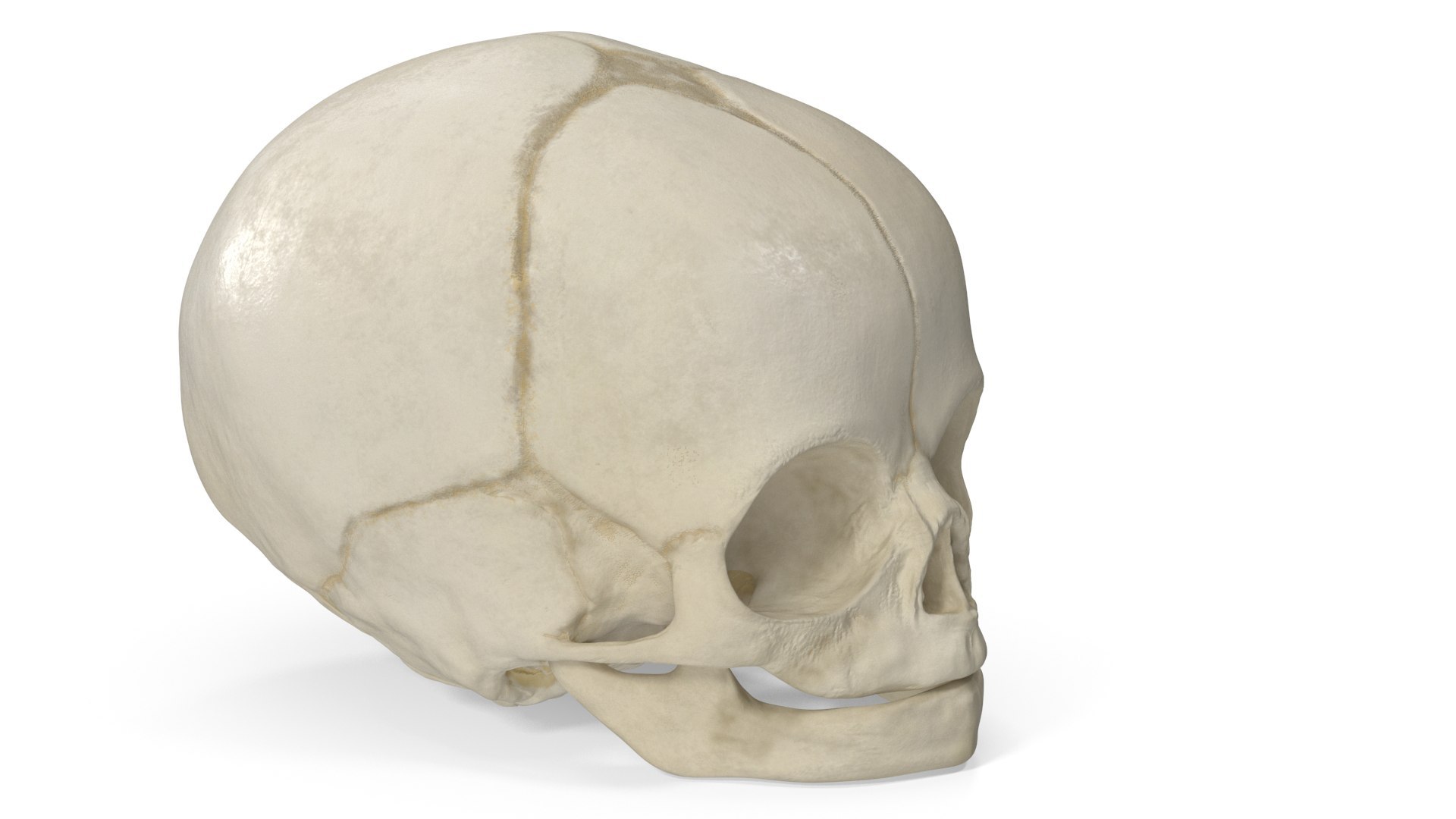 Anatomical Human Skulls Collection 2 model https://p.turbosquid.com/ts-thumb/Zp/E0PGDT/d3/anatomical_fetal_skull_40_weeks_007/jpg/1760372263/1920x1080/fit_q87/d165014045b5d462b0b11f56bad34180f0917f10/anatomical_fetal_skull_40_weeks_007.jpg