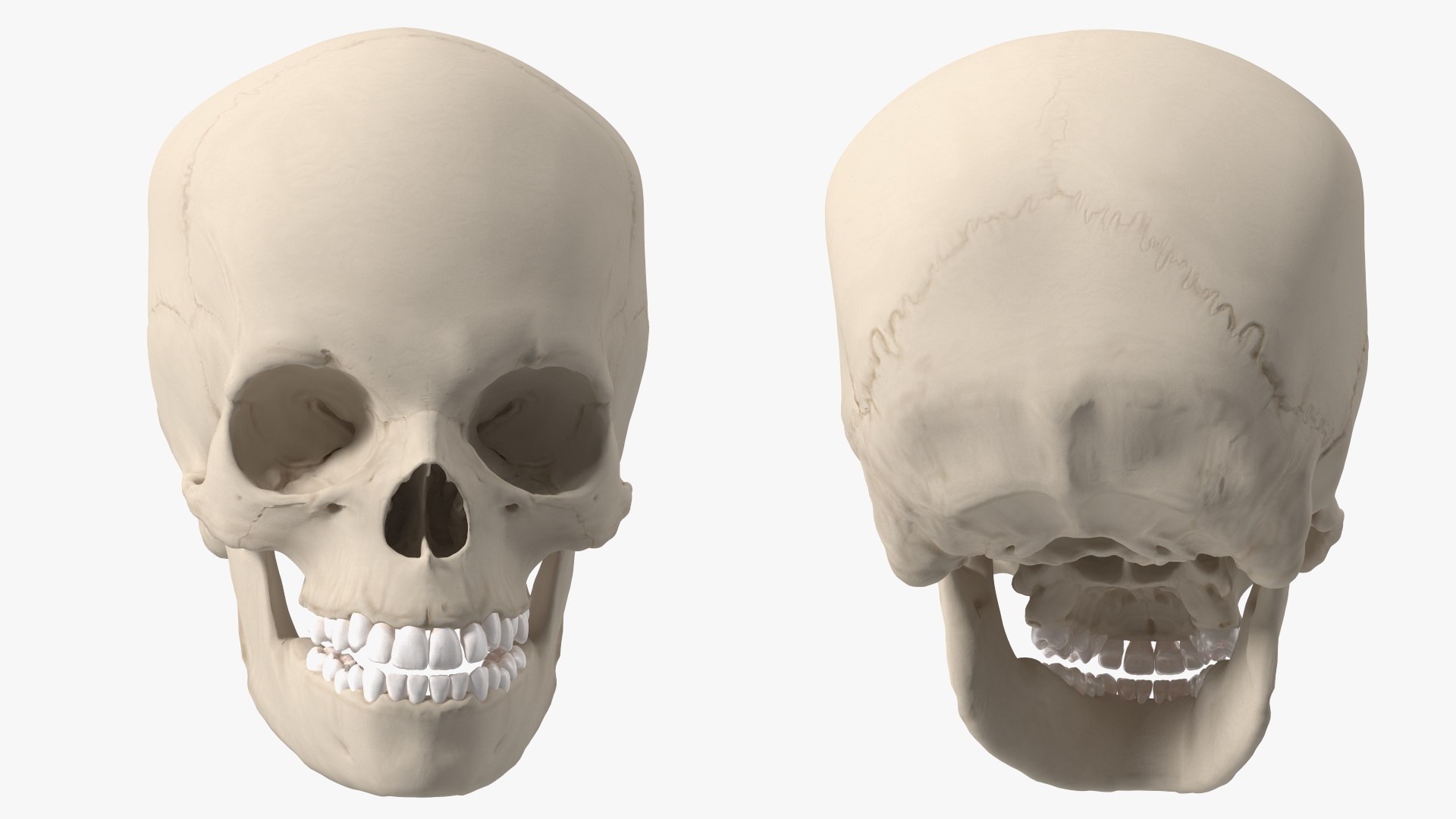 Anatomical Human Skulls Collection 2 model https://p.turbosquid.com/ts-thumb/Zp/E0PGDT/iy/boyanatomyskullc4dmodel008/jpg/1760372340/1920x1080/fit_q87/eaebc75496af4c0d6e67ac3e2d333587d3c7da3a/boyanatomyskullc4dmodel008.jpg