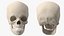 Anatomical Human Skulls Collection 2