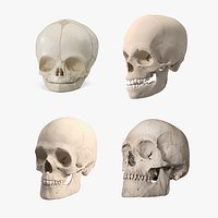 Anatomical Human Skulls Collection 2