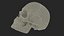 Anatomical Human Skulls Collection 2