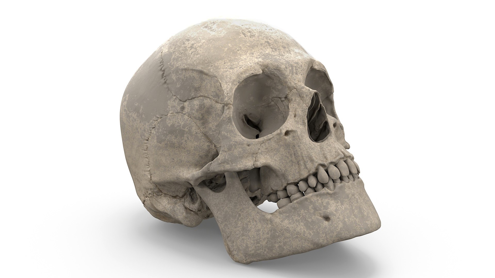 Anatomical Human Skulls Collection 2 model https://p.turbosquid.com/ts-thumb/Zp/E0PGDT/md/anatomical_human_skulls_collection_2_008/jpg/1756933096/1920x1080/fit_q87/5d4dec55a4326a8ca9a8b4621528f04fa3621020/anatomical_human_skulls_collection_2_008.jpg