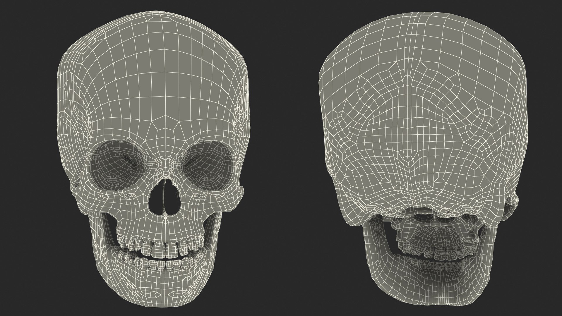 Anatomical Human Skulls Collection 2 model https://p.turbosquid.com/ts-thumb/Zp/E0PGDT/sM/anatomical_human_skulls_collection_2_005/jpg/1756933095/1920x1080/fit_q87/62a1c54d5ea17f8ec6963fe16f9ee23eeb4b400e/anatomical_human_skulls_collection_2_005.jpg