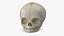 Anatomical Human Skulls Collection 2