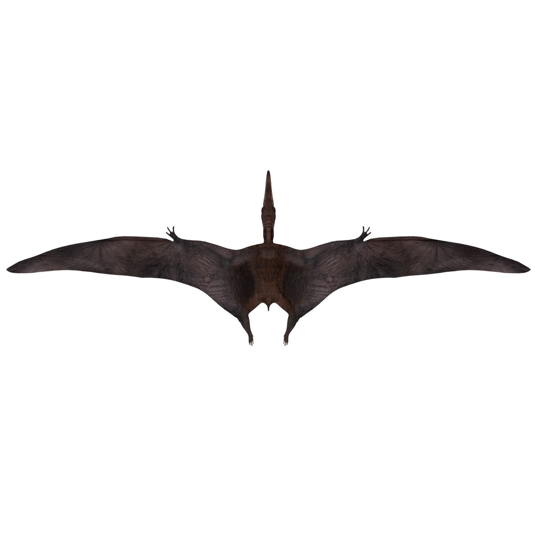 dinosaur 3D model https://p.turbosquid.com/ts-thumb/Zp/I0FyDb/Vsib0S6y/pterosaurs_06/jpg/1517852197/1920x1080/fit_q87/9ecc56733818bdbb2619c807ad812329d4d9927d/pterosaurs_06.jpg