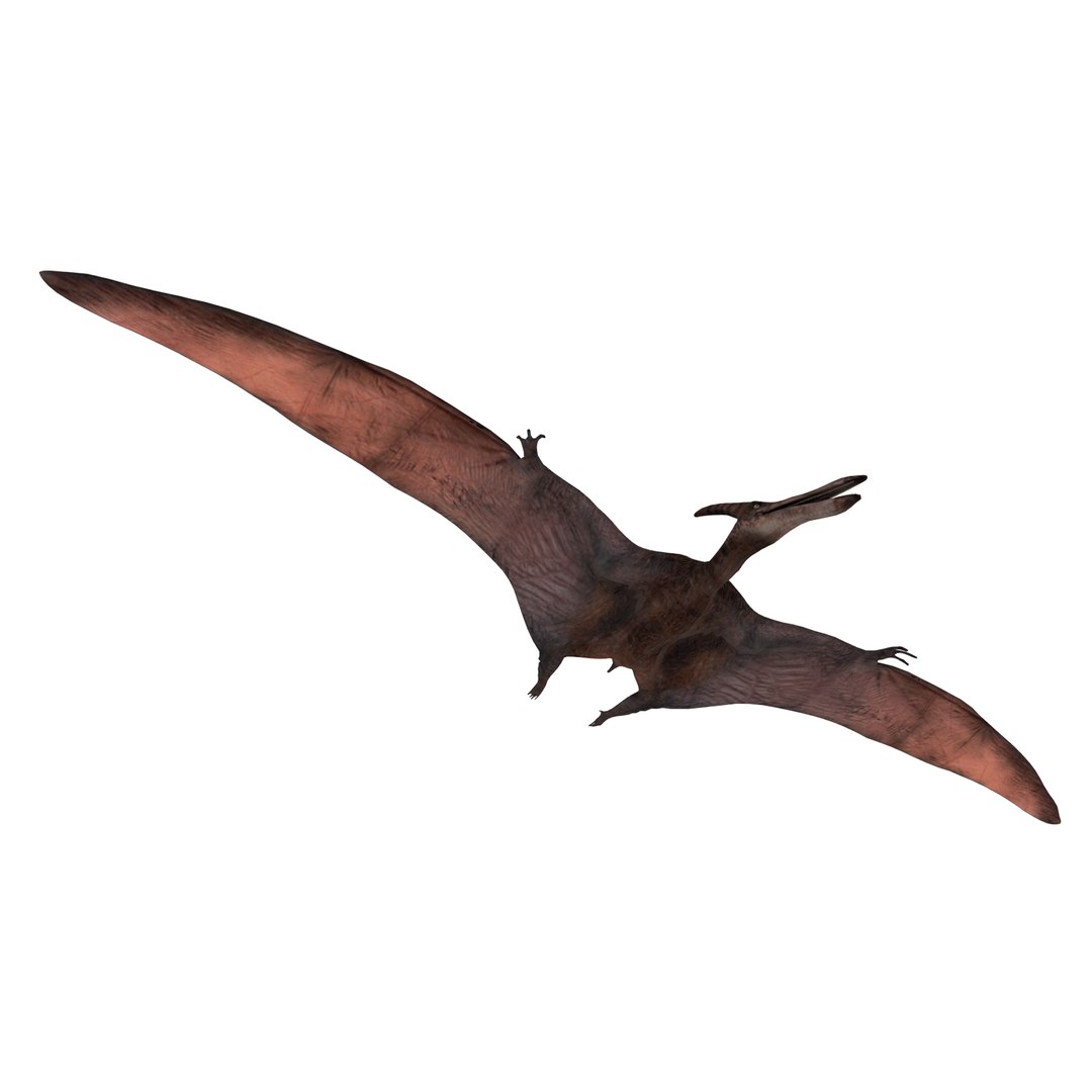 dinosaur 3D model https://p.turbosquid.com/ts-thumb/Zp/I0FyDb/t7zEROa8/pterosaurs_07/jpg/1517852197/1920x1080/fit_q87/6148049affbb592836278d8b8062425299a8e455/pterosaurs_07.jpg