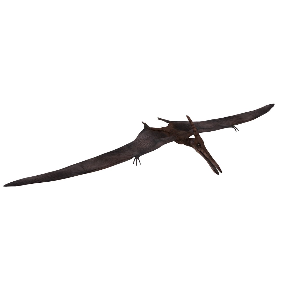 dinosaur 3D model https://p.turbosquid.com/ts-thumb/Zp/I0FyDb/teFDYFzx/pterosaurs_01/jpg/1517852197/1920x1080/fit_q87/844f4bf58c81ccc0044736e046b35a454b3b58ed/pterosaurs_01.jpg