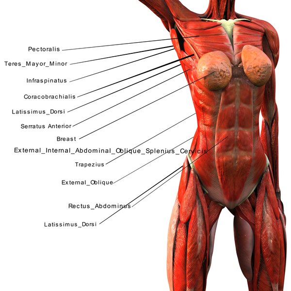 modelo 3d Anatomia mujer anne - TurboSquid 1113666