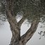 3dsmax olive tree
