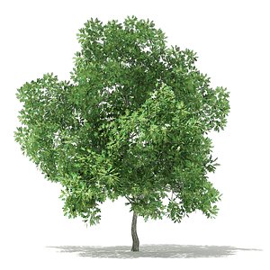 Champion Oak 3D Model 5.6m