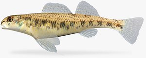 3d etheostoma stigmaeum speckled darter model