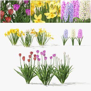 Spring flowers