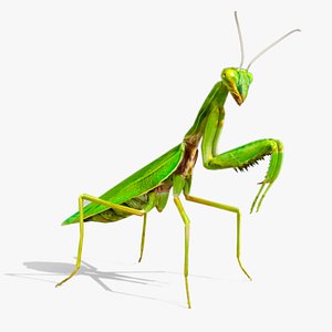 Mantis