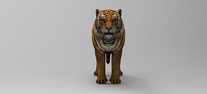 3D Tiger - Rigged - Animated