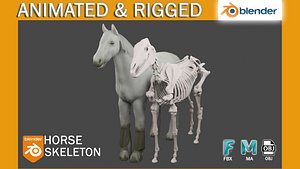 3D Horse Anatomy Animated