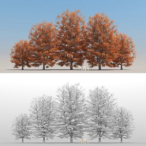 5 Maple Trees with snow