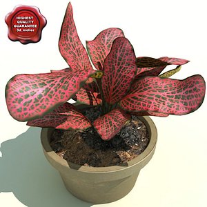 Fittonia verschaffeltii