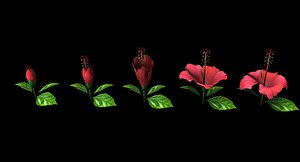 3D Hibiscus Models | TurboSquid