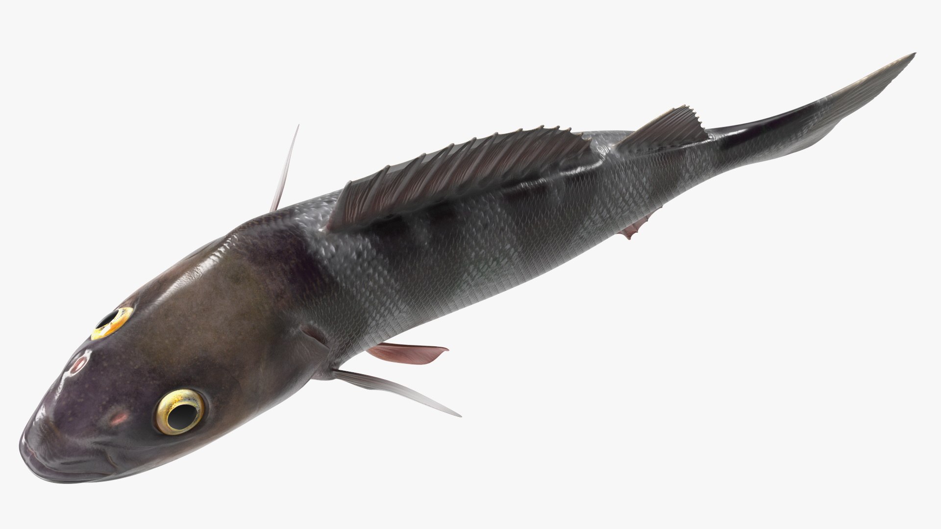 3D Swimming Perca Fluviatilis - TurboSquid 2164989