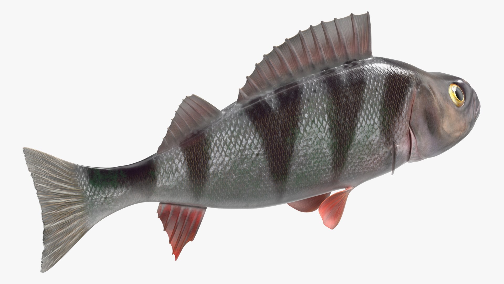3D Swimming Perca Fluviatilis - TurboSquid 2164989