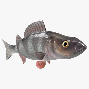 Swimming Perca Fluviatilis