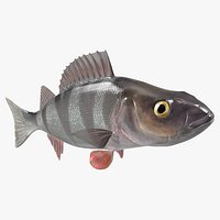 Swimming Perca Fluviatilis