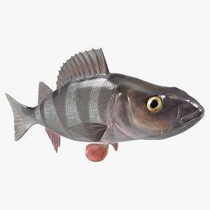 Swimming Perca Fluviatilis