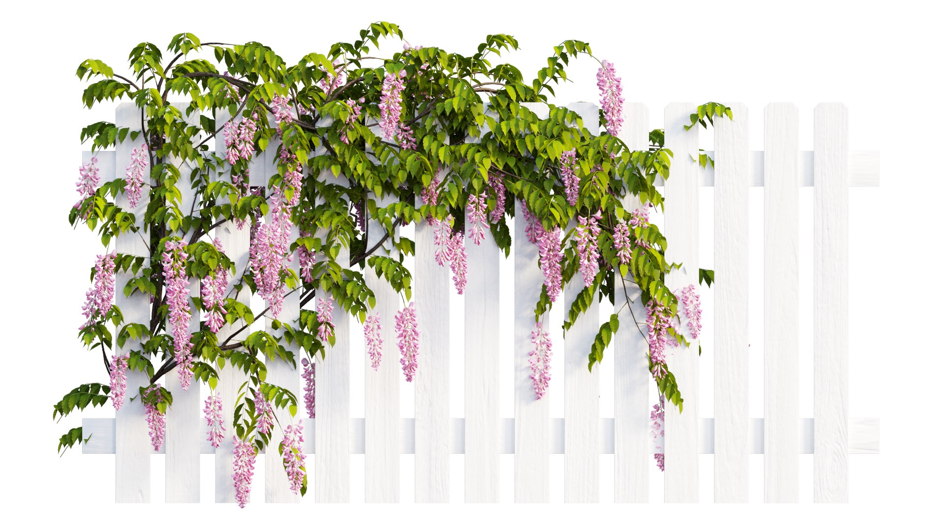wisterial plant 3D https://p.turbosquid.com/ts-thumb/Zq/gGWibM/5N/3_interactivelightmix/png/1608353355/1920x1080/fit_q87/0c72ba4708d40ebcff6e241a2053f2ad0ef142d8/3_interactivelightmix.jpg