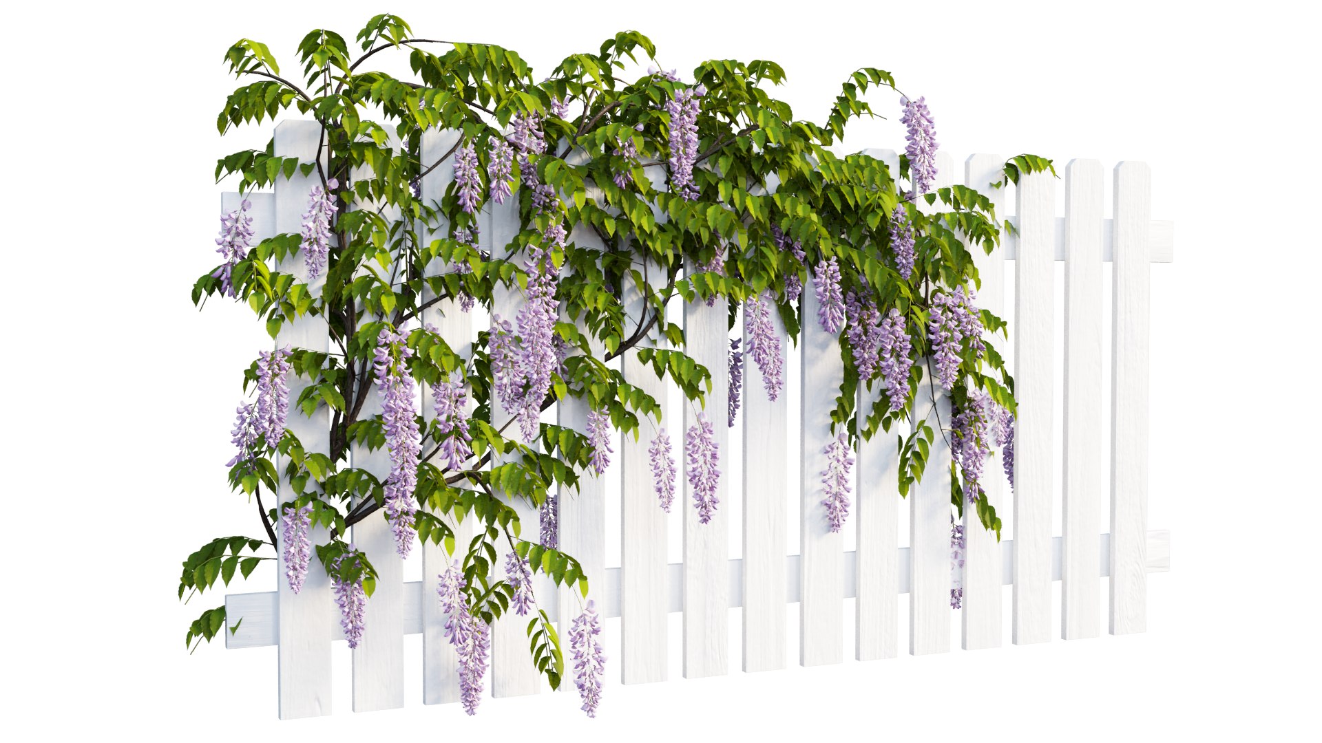 wisterial plant 3D https://p.turbosquid.com/ts-thumb/Zq/gGWibM/Ec/5_interactivelightmix/png/1608353357/1920x1080/fit_q87/cd426b9c821f96a89bda22ed5c219f7b9dcf1cac/5_interactivelightmix.jpg
