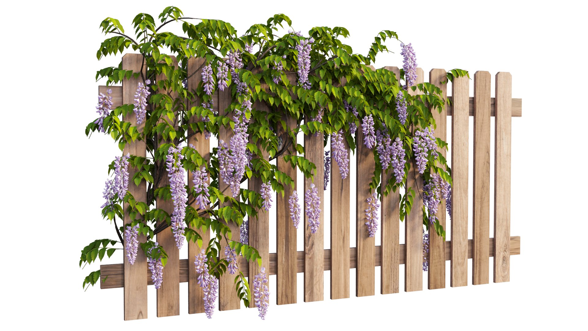 wisterial plant 3D https://p.turbosquid.com/ts-thumb/Zq/gGWibM/cY/6_interactivelightmix/png/1608353357/1920x1080/fit_q87/179106d5cf01918d630ddf6c80647832ce55eca3/6_interactivelightmix.jpg