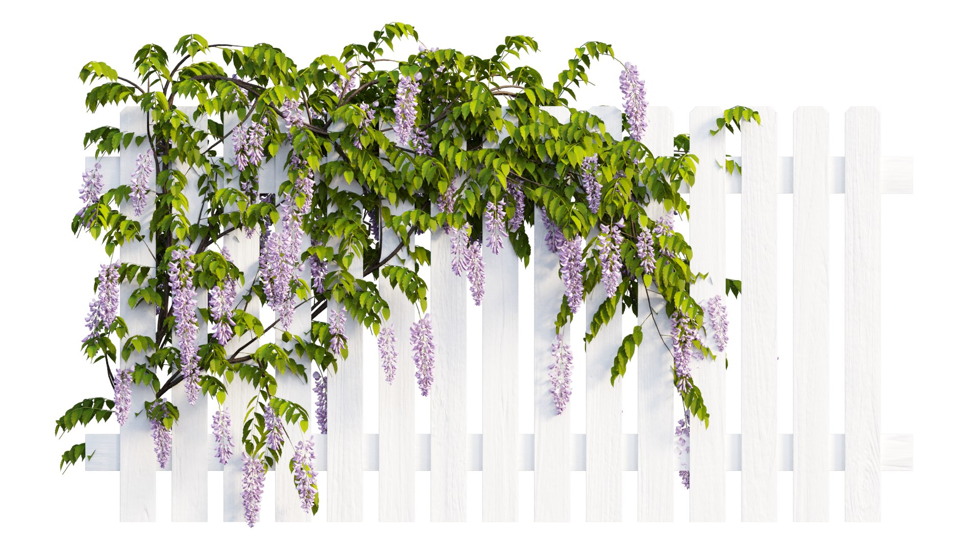 wisterial plant 3D https://p.turbosquid.com/ts-thumb/Zq/gGWibM/vg/4_interactivelightmix/png/1608353357/1920x1080/fit_q87/066b85b139ca642dd1ff0d9d2884d90074c0e4c2/4_interactivelightmix.jpg