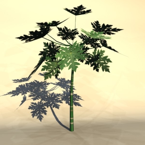 tropic_tree4.jpg