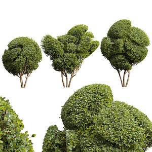 New Plant Ficus Concinna Bonsai Pruned15