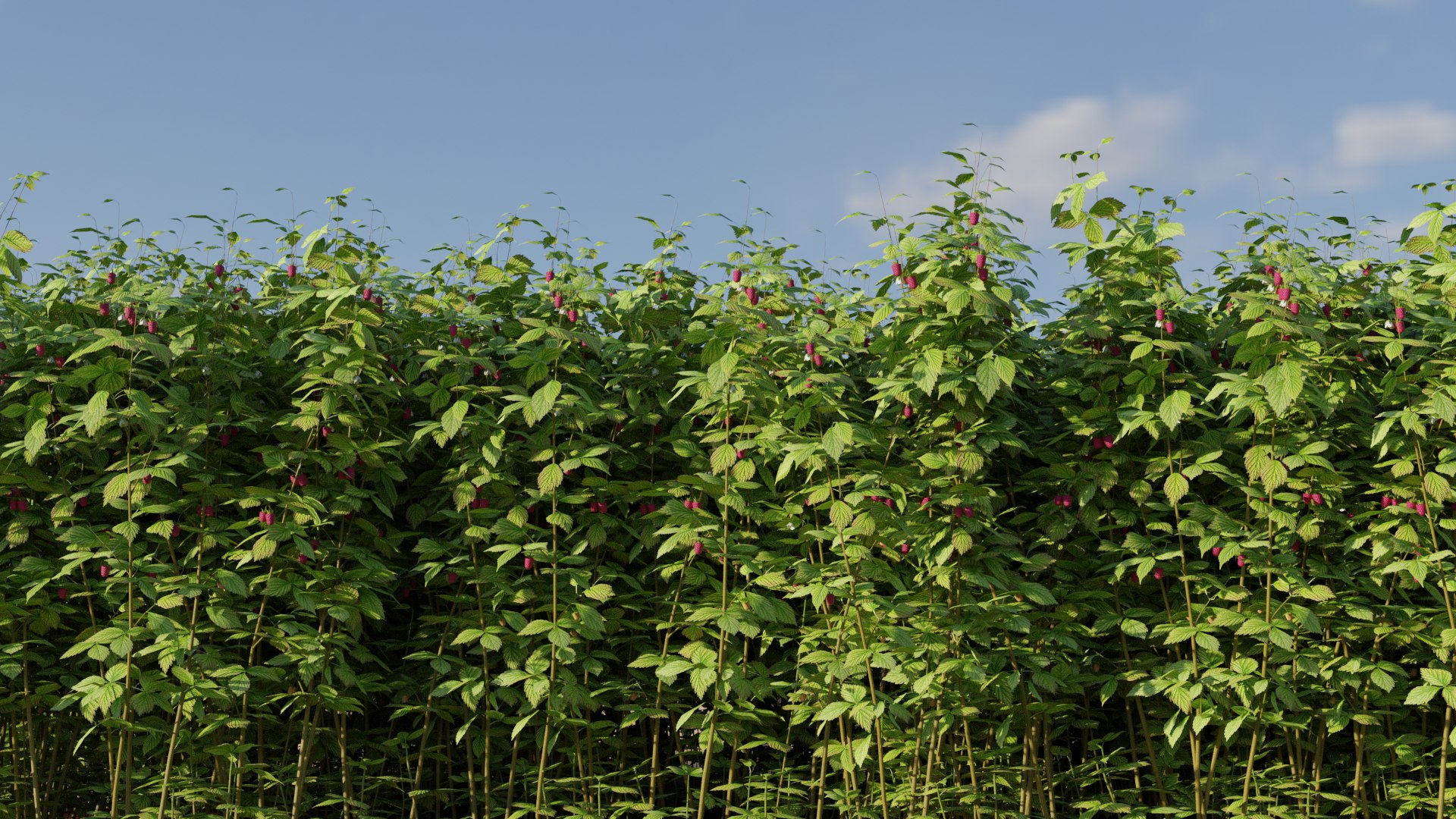 Raspberry Thicket Berry 3D - TurboSquid 1708234