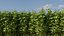 Raspberry Thicket Kit