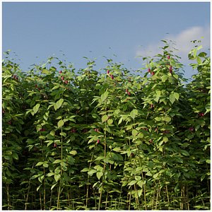 raspberry thicket berry 3D