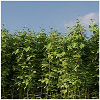 Raspberry Thicket Kit