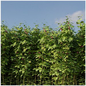 Raspberry Thicket Kit