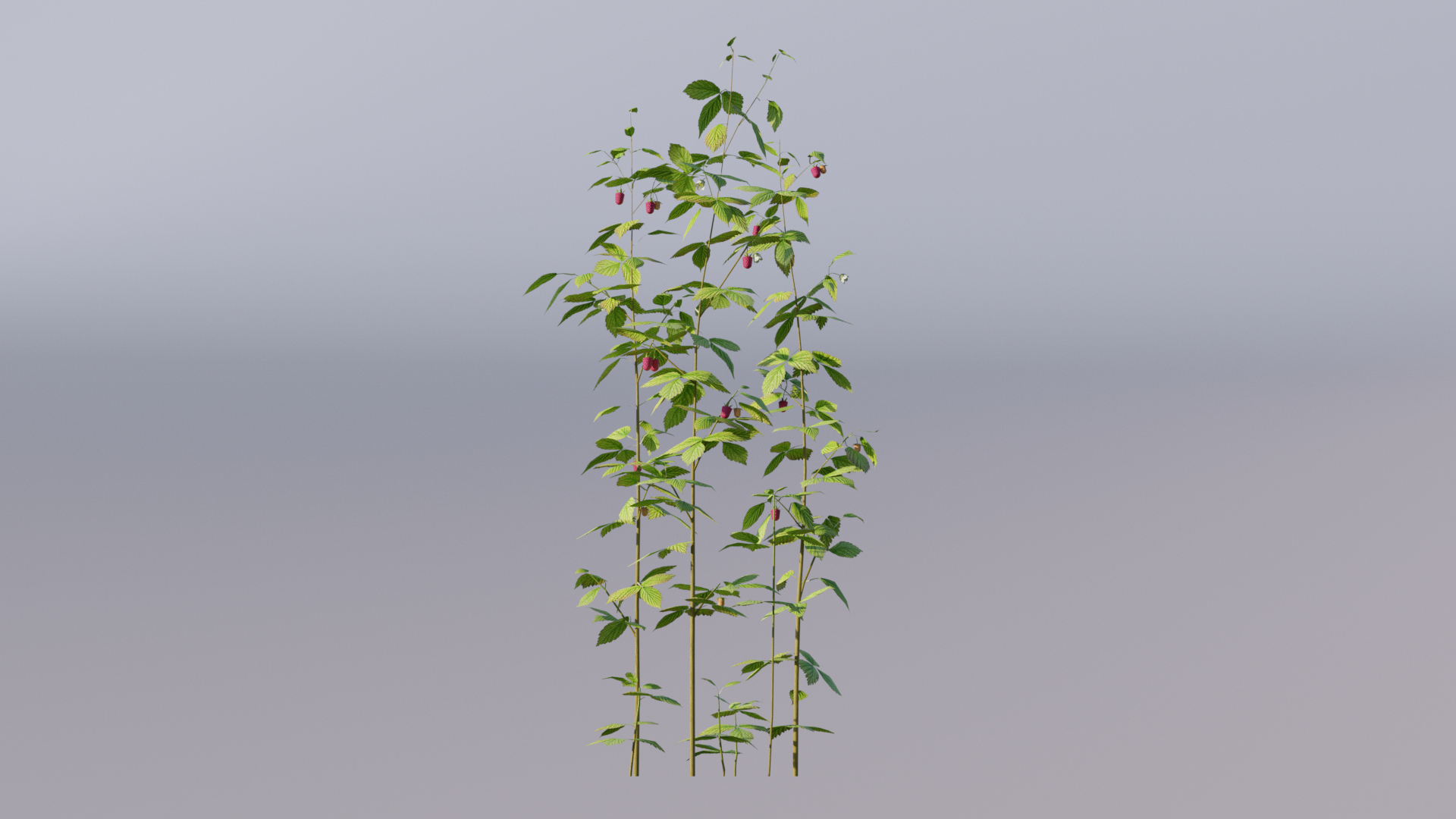 raspberry thicket berry 3D https://p.turbosquid.com/ts-thumb/Zq/nJVzhS/ZH/turntable_raspberry/jpg/1616297122/1920x1080/turn_fit_q99/327b61d3368e9f8147d7a7a9ecdcb05ceafdb0b7/turntable_raspberry-1.jpg