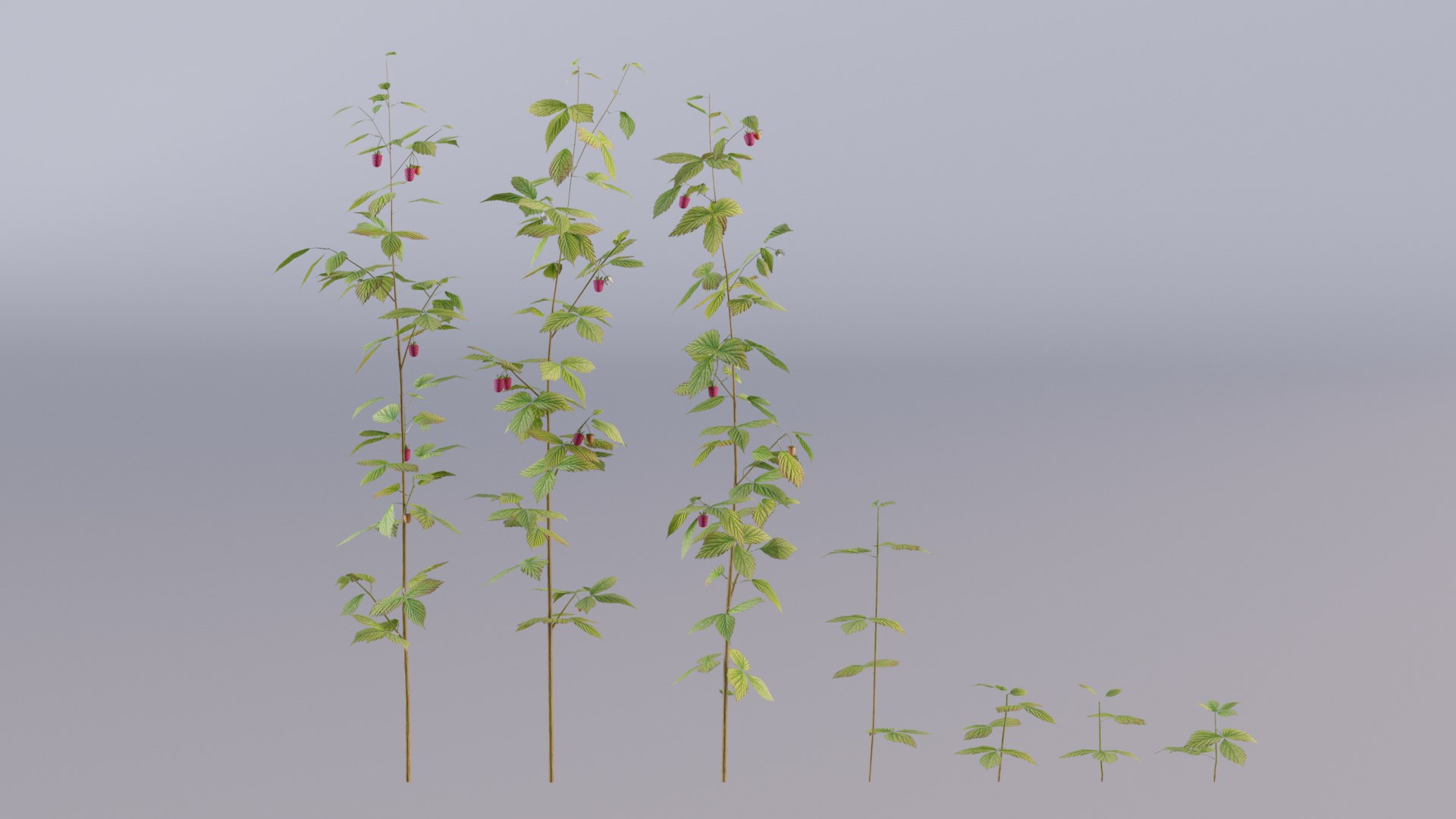 Raspberry Thicket Berry 3D - TurboSquid 1708234