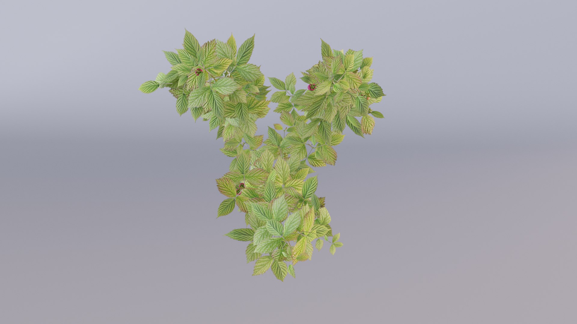 raspberry thicket berry 3D https://p.turbosquid.com/ts-thumb/Zq/nJVzhS/fd/raspberry04/jpg/1616297020/1920x1080/fit_q87/cef5ec95fa058900c913868ff31443e6fa4330ed/raspberry04.jpg