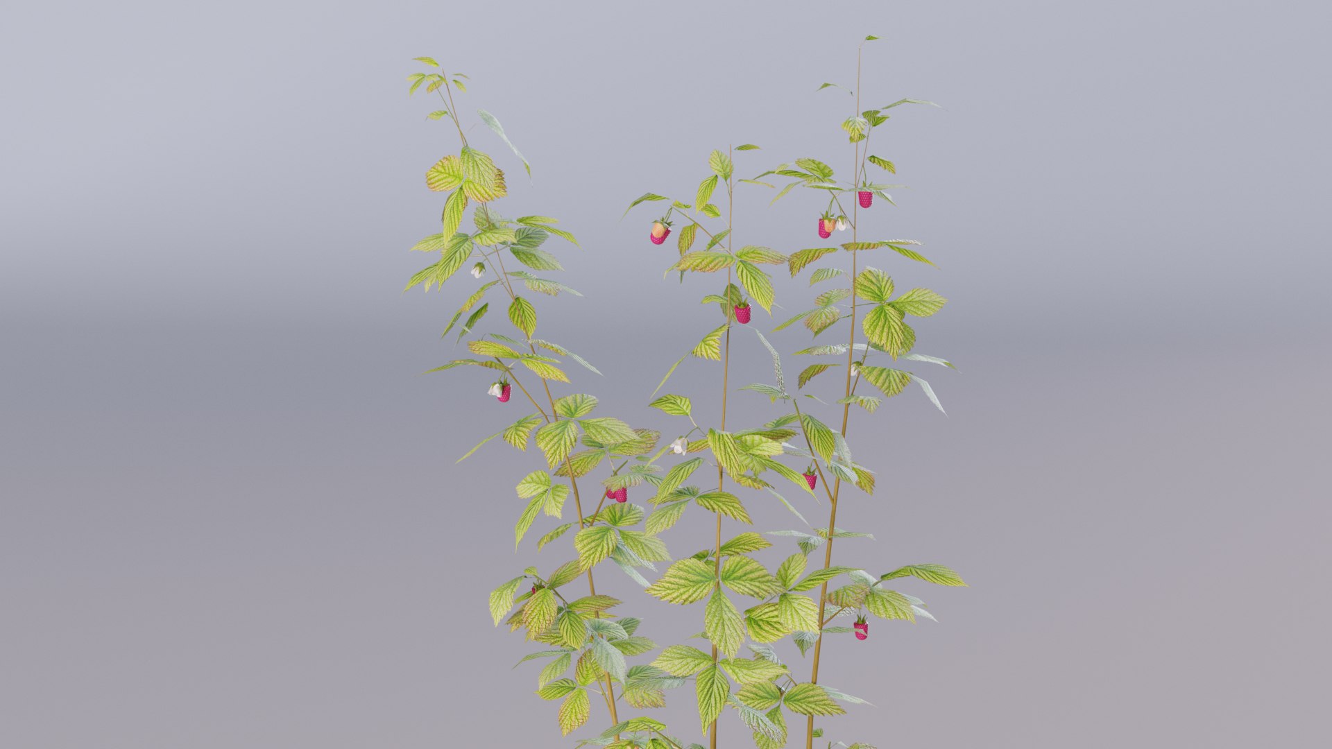 raspberry thicket berry 3D https://p.turbosquid.com/ts-thumb/Zq/nJVzhS/zG/raspberry03/jpg/1616297020/1920x1080/fit_q87/5d21a0ce3fc7271d875700ac941cbe06fceaba0a/raspberry03.jpg