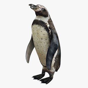 3D realistic penguin