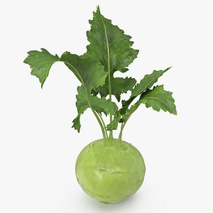 3D kohlrabi german turnip
